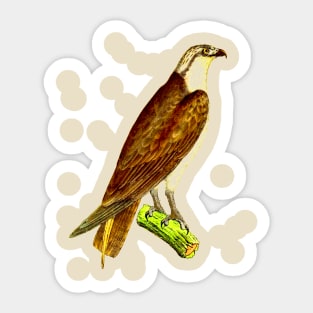 hawk,bald eagle,falcon,golden eagle,birdie,bird Sticker